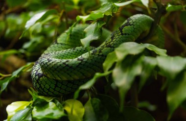 Yeşil yaprakların arasında bir dalda yeşil yılan