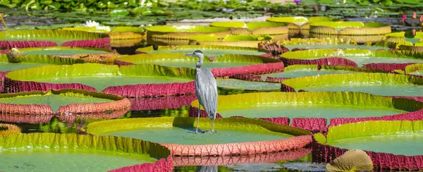 Siyah başlı balıkçıl, Victoria Amazonian zambağı üzerinde bir gölette duruyor.
