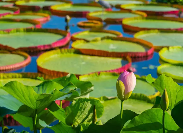 Nilüfer çiçeği Victoria amazonica Parlak gün ışığında bir gölette