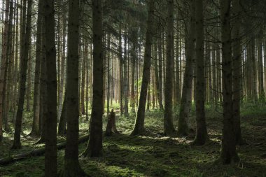 Batı Almanya ormanlarında muhteşem bir atmosfer.