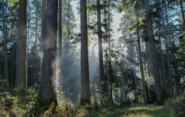 Batı Almanya ormanlarında muhteşem bir atmosfer.