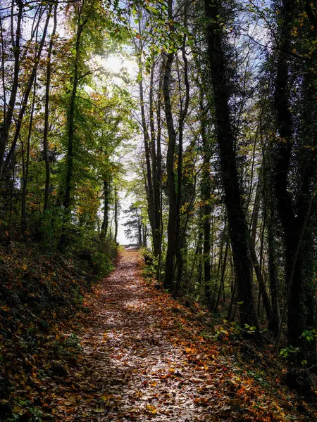 Günbatımında sonbahar ormanında yol