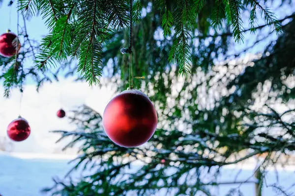 Kırmızı noel balosu Noel ağacında yakın plan