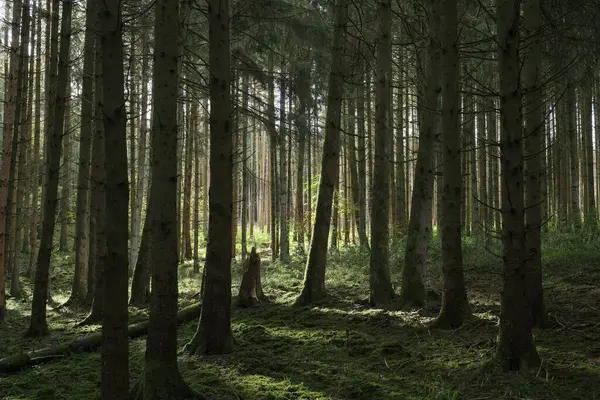 Fabulous Atmosphere Forest Western Germany Stock Photo