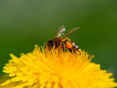 Karahindiba üzerine arı yakın plan