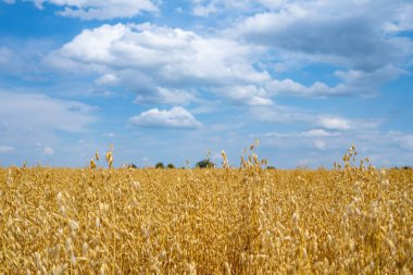 Güneşli bir yaz gününde mavi gökyüzü olan yulaf gevreği tarlaları..