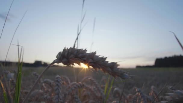 Weizenfeld Morgengrauen Vor Der Ernte — Stockvideo