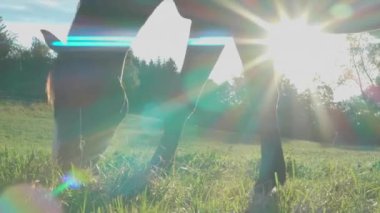 Bir at, parlak güneş ışığının arka planında çayırda otluyor.