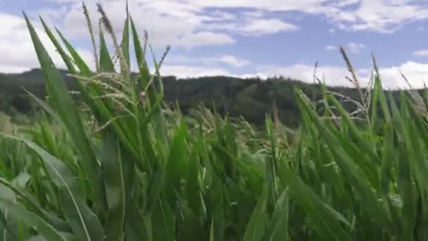 明るく緑色で健康なトウモロコシの作物は強い風にフラッターします 雲のある空に対するトウモロコシのコブのクローズアップ — ストック動画