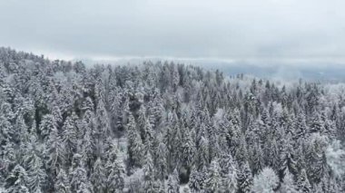 Arka planda köyü olan karlı bir ormanın insansız hava aracı tarafından çekiliyor.