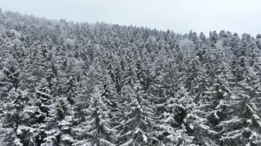 Karlı bir ormanın insansız hava aracından ateş etmek