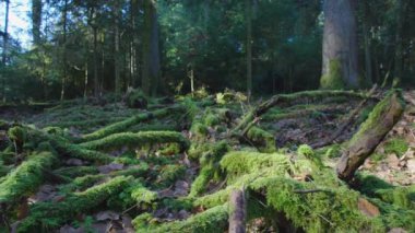 Bahar ormanlarında, toprakta ve yosunlarda.