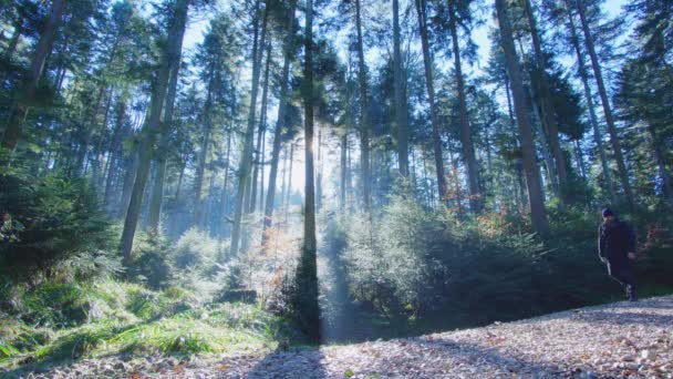 旅行者在明亮的太阳光的映衬下穿过森林 — 图库视频影像