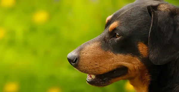 Yaz doğasının arka planında bir köpeğin portresi