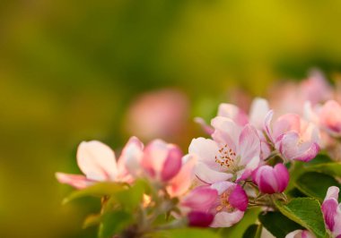 Doğanın arka planında çiçek açan bir elma ağacının bahar dalı