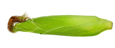 Beyaz arka planda, kırpma yolu olan tatlı mısır koçanı. Ürün etiketi ve katalog baskısı için tasarım ögesi.