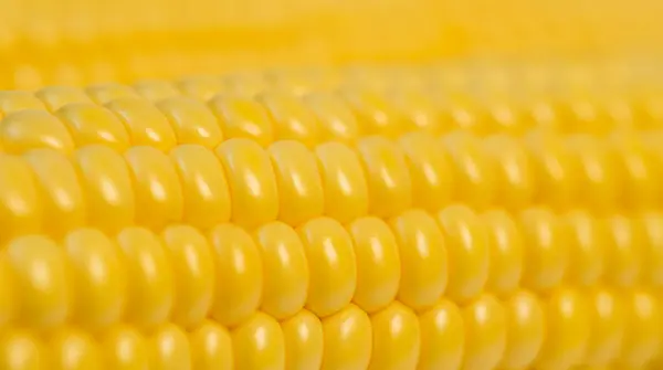Çiğ sarı mısır koçanı Macro shot 'ı.