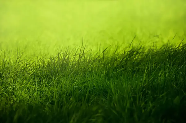 Green grass natural background, springtime, selective focus.