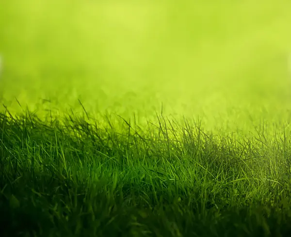 Green grass natural background, springtime, selective focus.