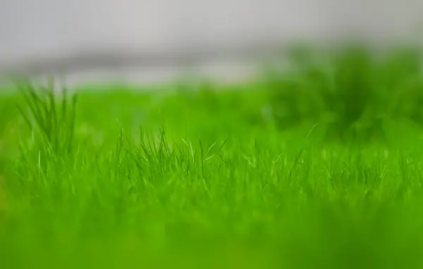 Green grass natural background, springtime, selective focus.