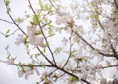 Manolya ağacı baharda çiçek açar. Narin beyaz manolya çiçekleri. Bahar arkaplanı.