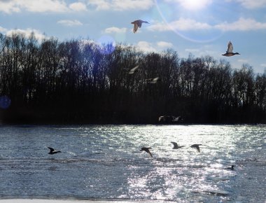 Bir grup yaban ördeği nehrin üzerinde birlikte uçuyor. Vahşi yaşamı koruma kavramı, sürüler, göç.