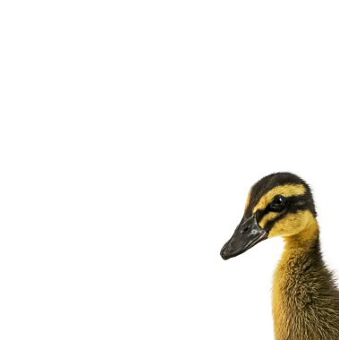 Beyaz arka planda küçük bir kaz portresi. Yerli kuşlar