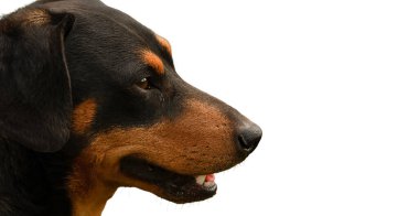 Beyaz bir arka planda evlat edinilmiş güzel bir köpeğin portresi.