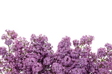 Beyaz arka planda çiçek açan leylak çiçekleri, mesaj için alan. Bahar konsepti Bir sürü tomurcuk. Çiçek doğal bir geçmişi var. Çiçekçi dükkanı konsepti