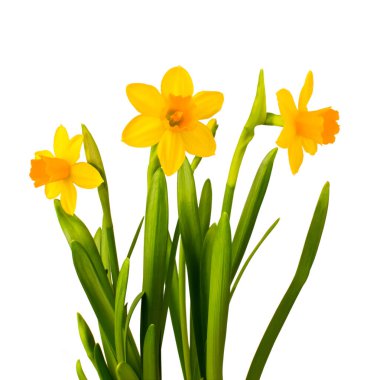 Beyaz arka planda izole edilmiş nergis buketi. sınırlama kesiliyor