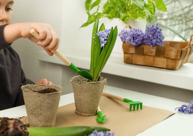 Çocuk bahar çiçekleri eker. Şirin küçük kız bitkilerle ilgilenmeye yardım ediyor.