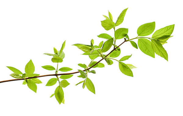 Fresh branch with green leaves isolated on white background.