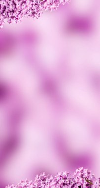 Narin mor arka planda leylak çiçekleri.