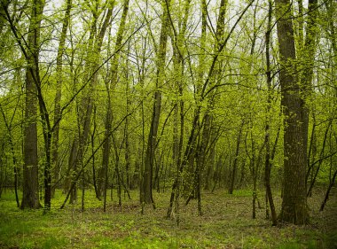 Yeşil bitkiler ve yüksek ağaçlarla güzel orman manzarası