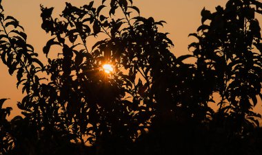Bahçe ağaçlarının yaprakları Akşam güneşinin ışınları ve mavi gökyüzü