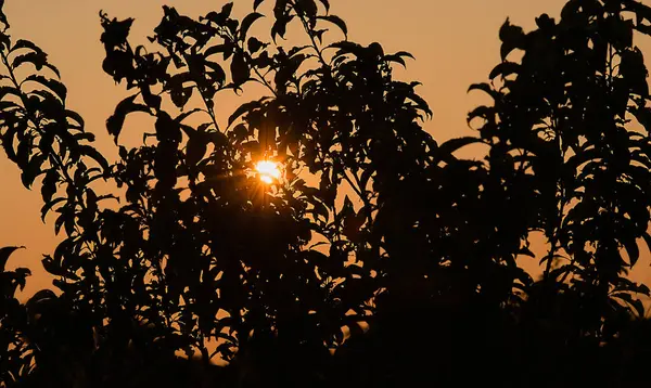 Bahçe ağaçlarının yaprakları Akşam güneşinin ışınları ve mavi gökyüzü