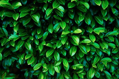 Taze yeşil yapraklı arka plan. Doğa geçmişi. Yaz doğası