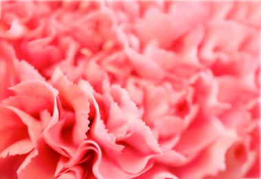 Karanfil çiçeği makrosu. Yumuşak odaklı pembe taç yaprakları