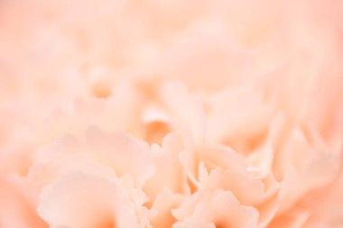 Bahar narin karanfil çiçeklerini açıyor.