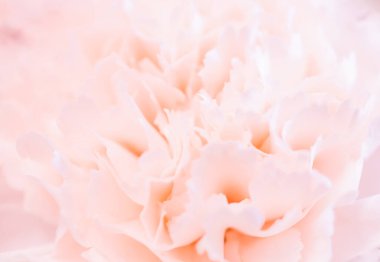 Şakayık çiçeğini kapat, soluk pembe renkli bulanık makro taç yaprakları.