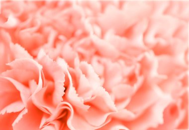 pembe karanfil çiçek Close-Up.