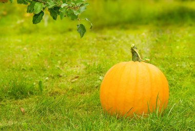 Sonbahar balkabağı. Büyük turuncu balkabağı yeşil çimlerin üzerinde parlak güneş ışığında.
