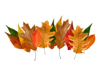 Renkli sonbahar yaprakları izole edilmiş beyaz arka plan. tasarım ögesi 