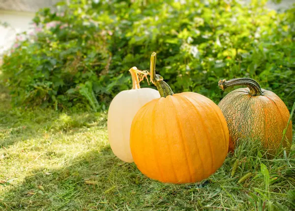 Bahçede renkli balkabakları var. Sonbahar geçmişi, hasat, tarım. 