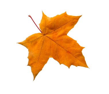 Kuru bir akçaağaç yaprağı beyaz bir arkaplana karşı duruyor.