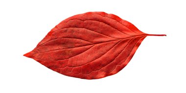 İzole edilmiş sonbahar yaprağı, beyaz arka planda turuncu-bordo rengi.