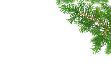 Beyaz arkaplanda kesik çizgili yeşil köknar ağacı dalları