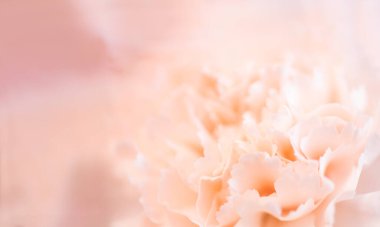 Soyut çiçek arkaplanı, soluk pembe karanfil çiçeği..