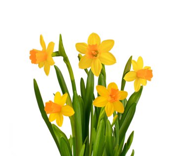 Beyaz arka planda izole edilmiş parlak sarı nergis çiçekleri.