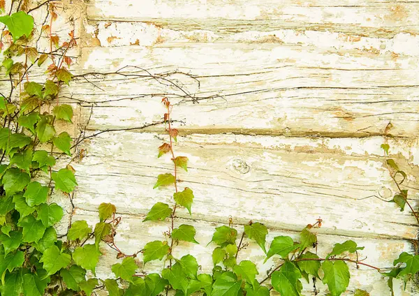 Yıpranmış eski beyaz soyut aşınmış ahşap panel arka planda bir sürü yeşil sarmaşık bitkisi var..